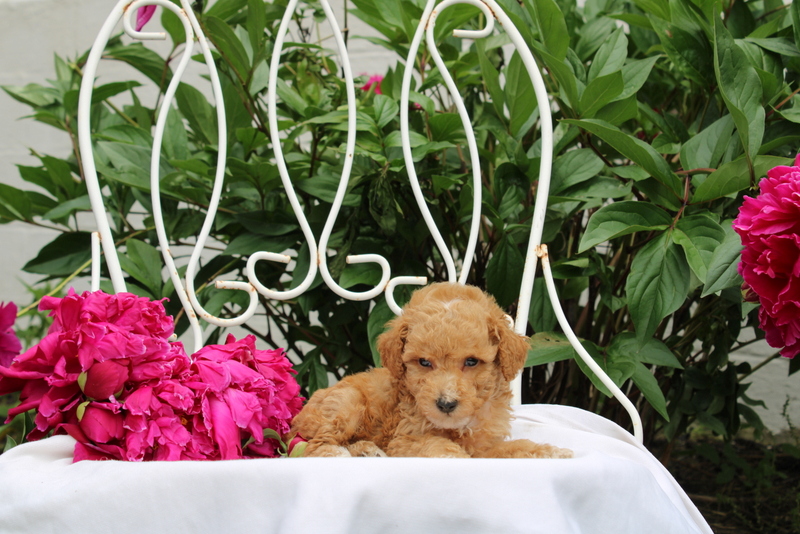 puppy, for, sale, Millwood Malena, Matthew B. Stoltzfus, dog, breeder, Gap, PA, dog-breeder, puppy-for-sale, forsale, nearby, find, puppyfind, locator, puppylocator, aca